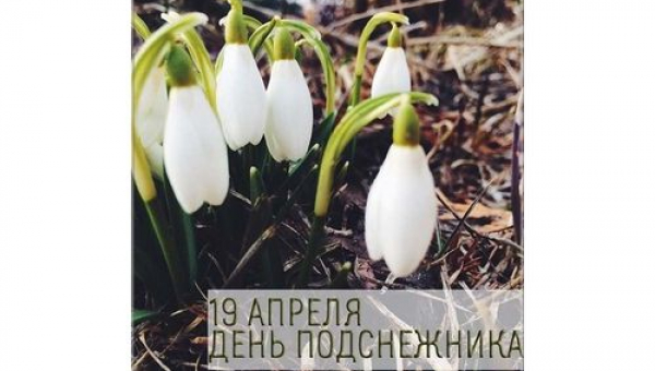 День подснежника
